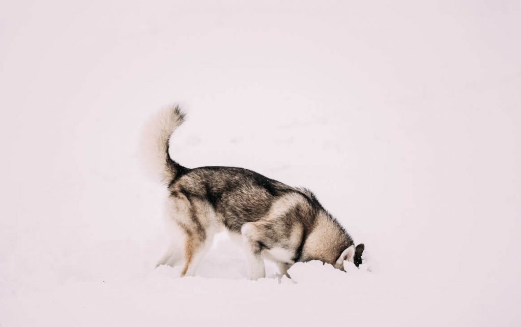 Error 404 Page Not Found Concept. Young Husky Dog Play And Fast Running Outdoor In Snow, Winter